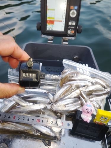 ワカサギの釣果