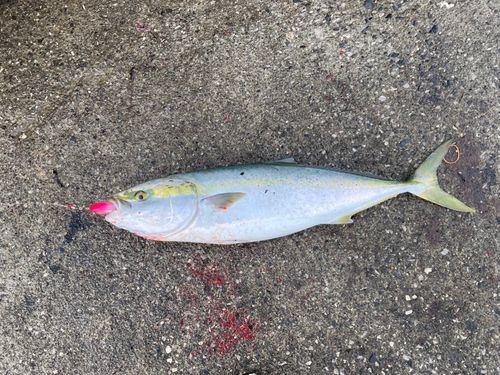 ブリの釣果