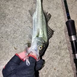 セイゴ（マルスズキ）