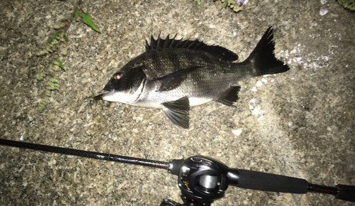 チヌの釣果