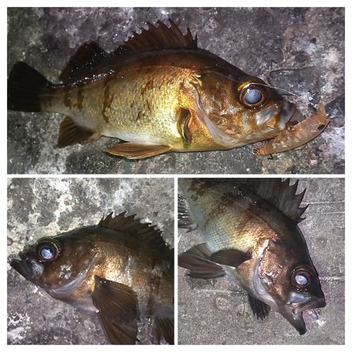 メバルの釣果