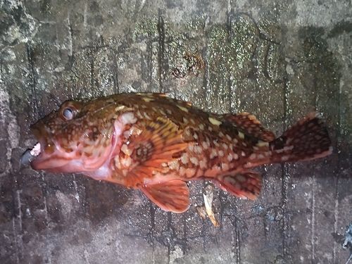 カサゴの釣果