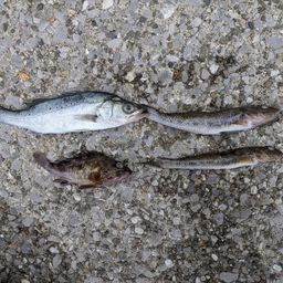 セイゴ（マルスズキ）