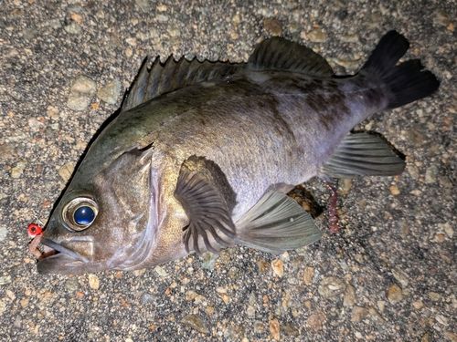 メバルの釣果