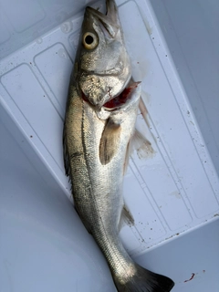 フッコ（マルスズキ）の釣果