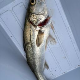 フッコ（マルスズキ）