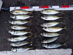 マアジの釣果