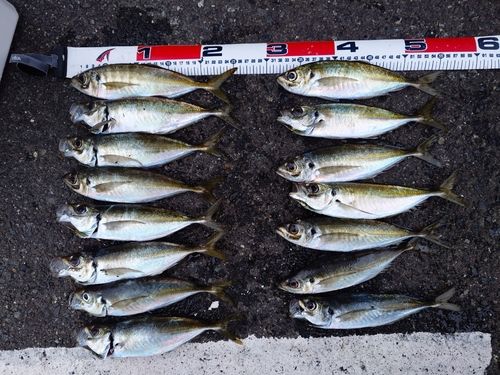 マアジの釣果
