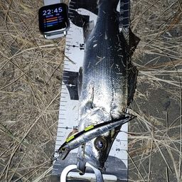 セイゴ（ヒラスズキ）