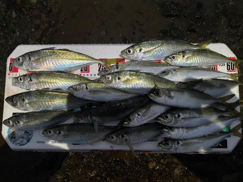 アジの釣果