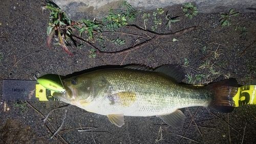 ブラックバスの釣果
