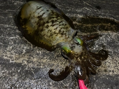 アオリイカの釣果