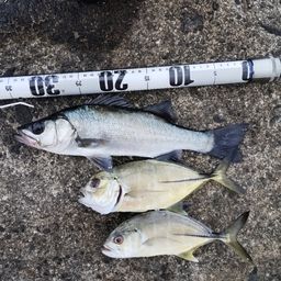 セイゴ（ヒラスズキ）