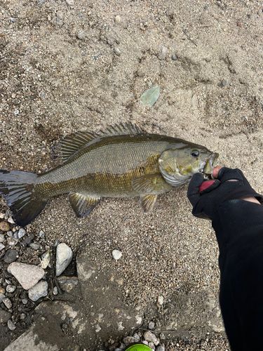 スモールマウスバスの釣果