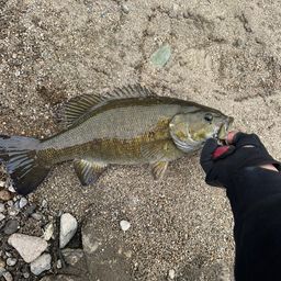 スモールマウスバス