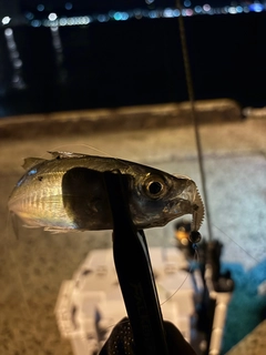 マアジの釣果