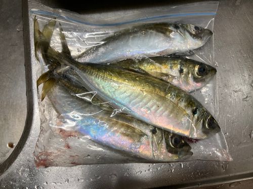 アジの釣果