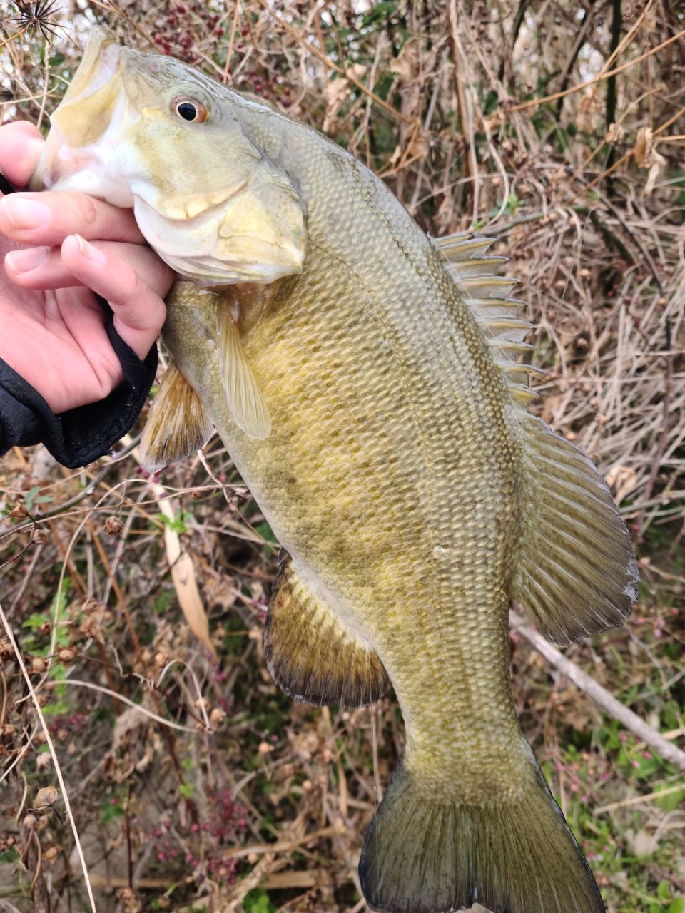 スモールマウスバス