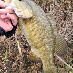 スモールマウスバス