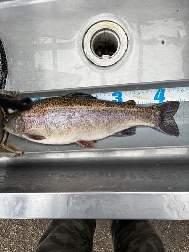 ブラウントラウトの釣果