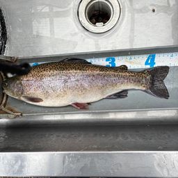 ブラウントラウト