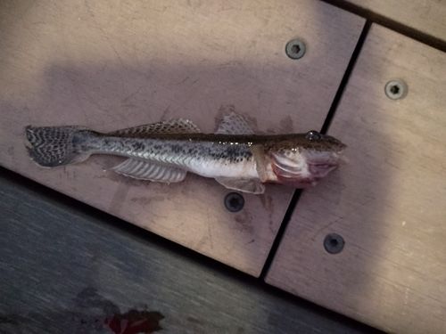 豊洲ぐるり公園