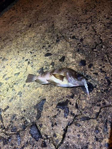 アカメバルの釣果