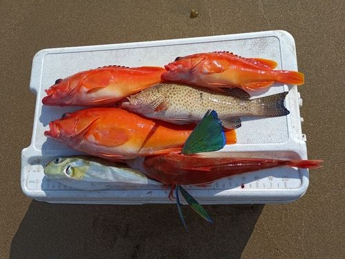 アカハタの釣果