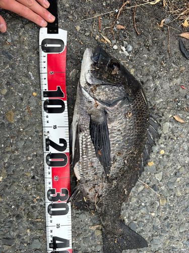 クロダイの釣果