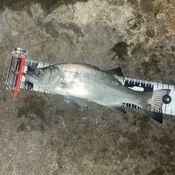 セイゴ（マルスズキ）