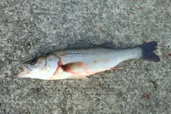 ハネ（マルスズキ）の釣果