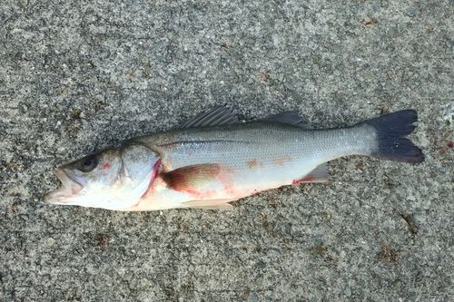 ハネ（マルスズキ）の釣果