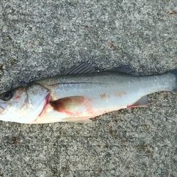 ハネ（マルスズキ）