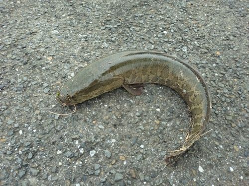 ライギョの釣果