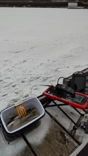 ワカサギの釣果