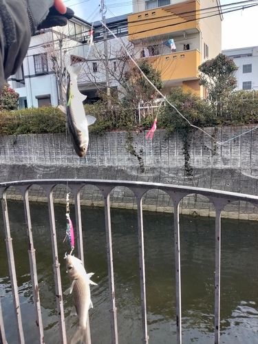 アカカマスの釣果