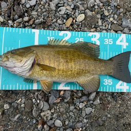 スモールマウスバス