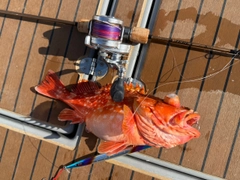 ウッカリカサゴの釣果