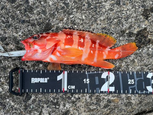 アカハタの釣果