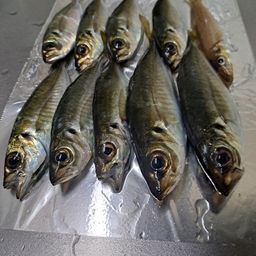 マアジ