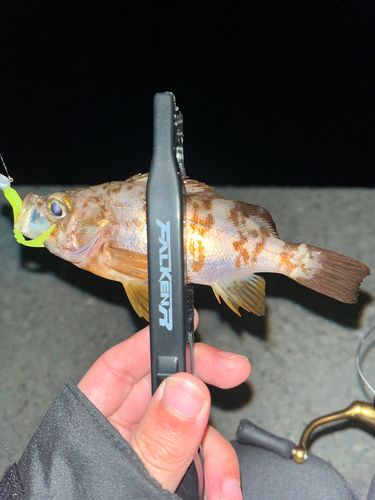 周防大島（屋代島）