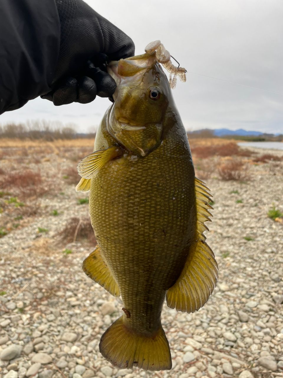 スモールマウスバス