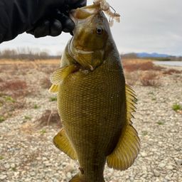 スモールマウスバス