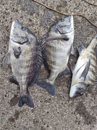チヌの釣果