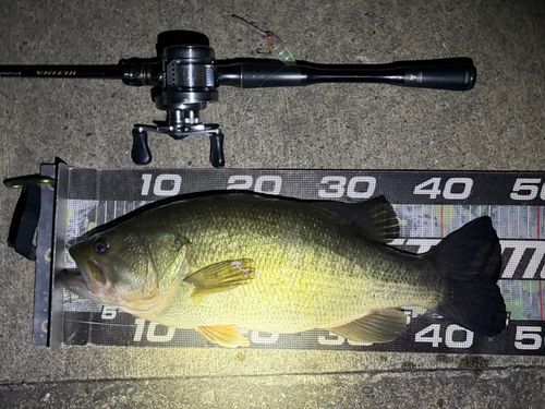 ブラックバスの釣果