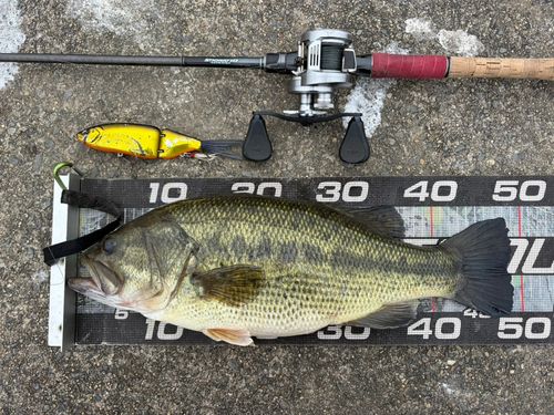 ブラックバスの釣果