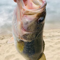 ラージマウスバス