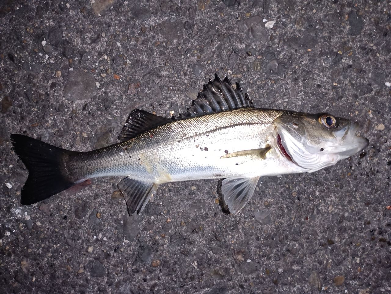 セイゴ（マルスズキ）