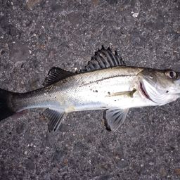 セイゴ（マルスズキ）