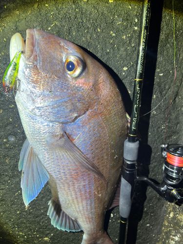 マダイの釣果
